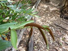 Acrostichum speciosum
