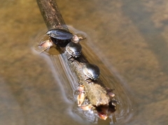 Dineutus ciliatus