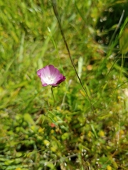 Sidalcea calycosa