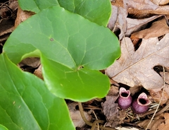 Hexastylis rhombiformis