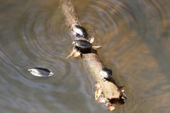 Dineutus ciliatus