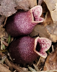 Hexastylis rhombiformis
