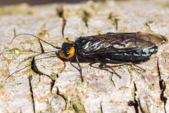 Acantholyda flaviceps