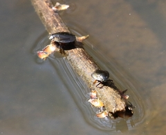 Dineutus ciliatus