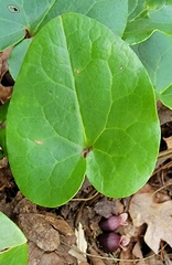 Hexastylis rhombiformis