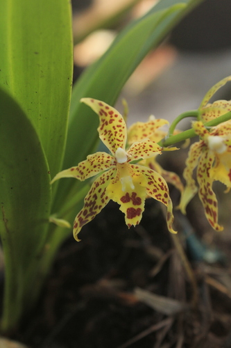 Foto de Oncidium crocidipterum