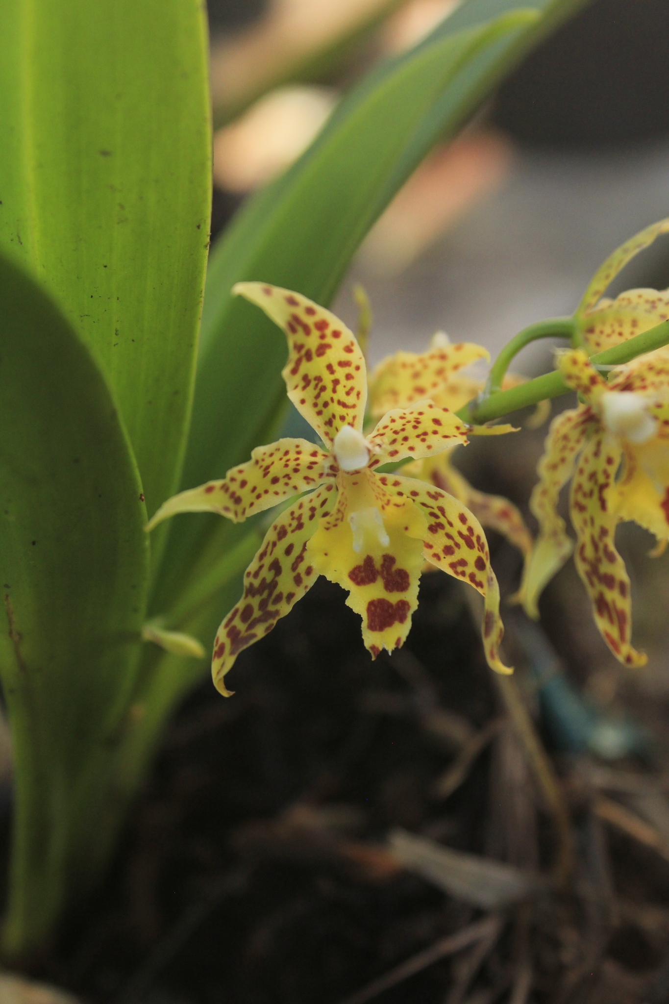 Imagem de Oncidium crocidipterum