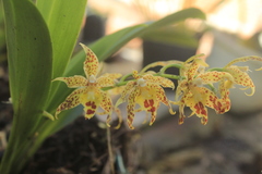 Oncidium crocidipterum