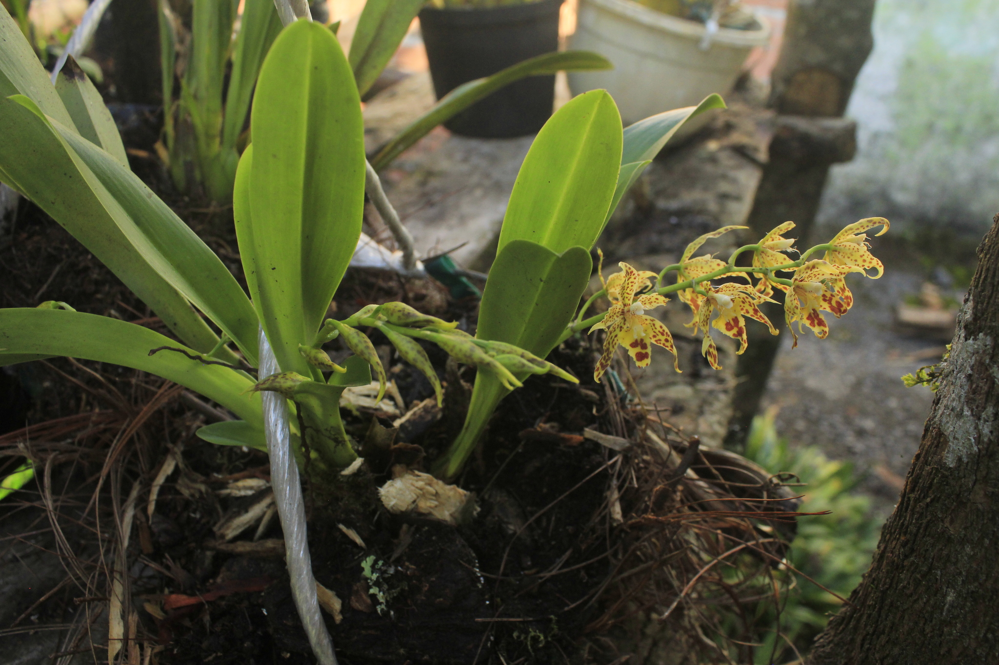 Imagem de Oncidium crocidipterum