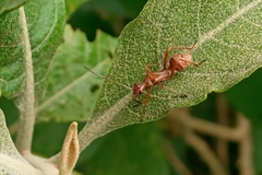 Heteroptera