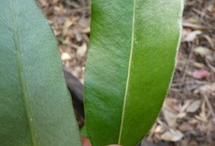 Acrostichum speciosum