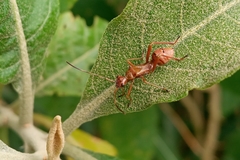 Heteroptera