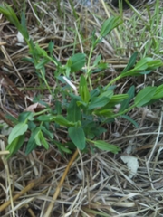 Hypericum ascyron pyramidatum