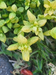 Peronospora alsinearum