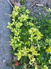 Peronospora alsinearum