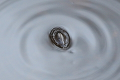 Dineutus ciliatus