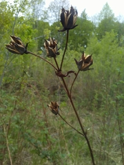 Hypericum ascyron pyramidatum