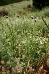 Carduus adpressus