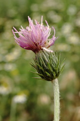 Carduus adpressus