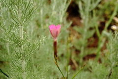 Dianthus caucaseus