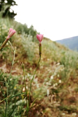 Dianthus caucaseus