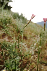Dianthus caucaseus