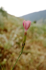 Dianthus caucaseus