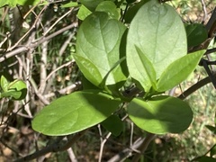 Calycanthus occidentalis