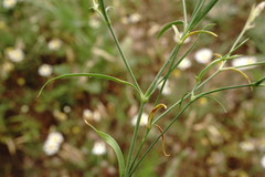 Dianthus caucaseus