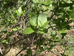 Calycanthus occidentalis