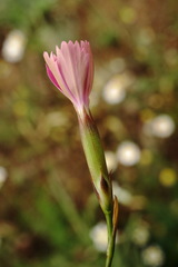 Dianthus caucaseus