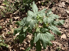 Aesculus californica