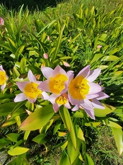 Tulipa saxatilis