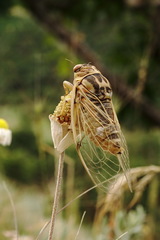 Cicadatra platyptera
