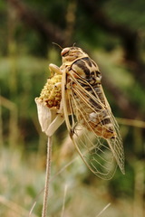 Cicadatra platyptera