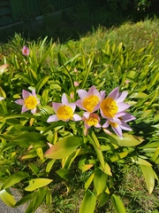 Tulipa saxatilis