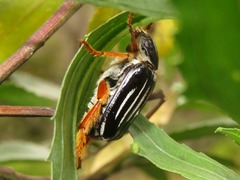 Ancistrosoma intermedium