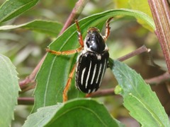 Ancistrosoma intermedium