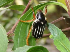 Ancistrosoma intermedium