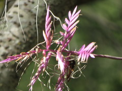 Tillandsia cacticola