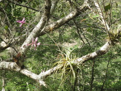 Tillandsia cacticola