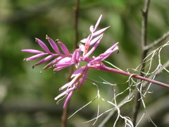 Tillandsia cacticola