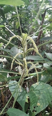 Acalypha macrostachya