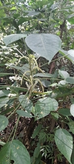 Acalypha macrostachya
