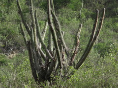 Espostoa utcubambensis
