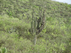Espostoa utcubambensis
