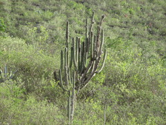 Espostoa utcubambensis