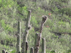 Espostoa utcubambensis