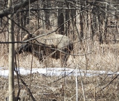 Sus scrofa ussuricus