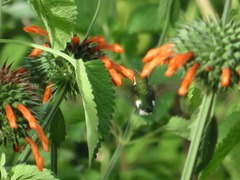 Chaetocercus mulsant